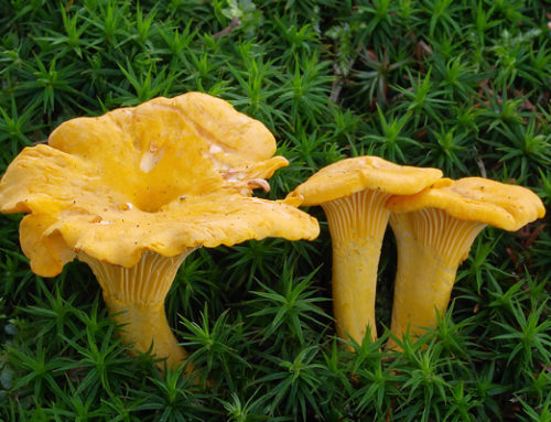 Cantharellus cibarius (Galbior)