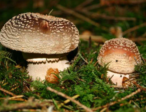 Amanita rubescens (Cuc)