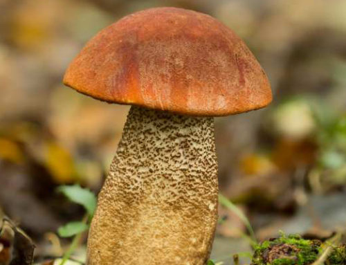 Leccinum aurantiacum (Hrib)